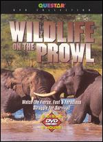 Wildlife On The Prowl