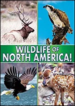 Wildlife Of North America