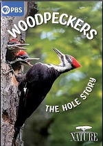 Woodpeckers - The Hole Story
