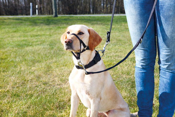 Nossele "Top-trainer" S: 22 cm, svart