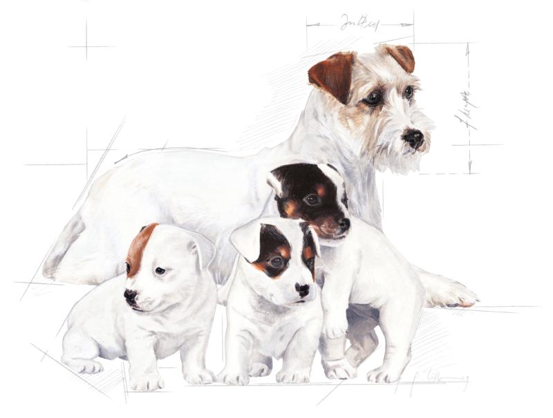 Babydog Milk 400 g Royal Canin