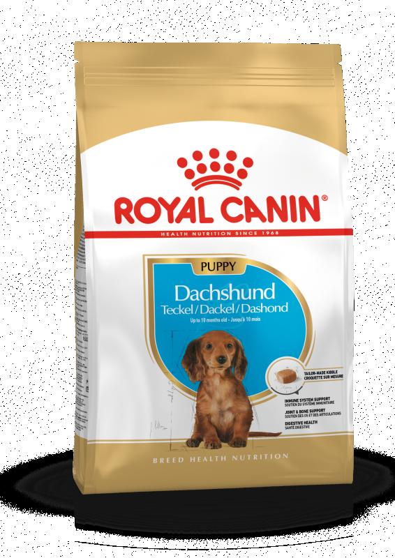 Dachshund Puppy 1,5 kg Royal Canin