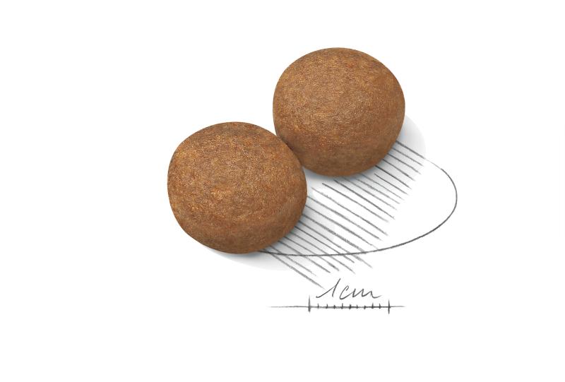 Maxi Adult 4 kg Royal Canin