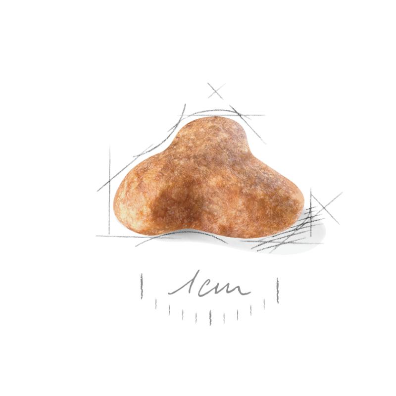 Pug Adult 1,5 kg Royal Canin