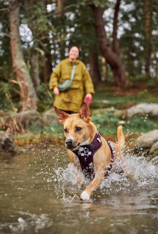 Hurtta Weekend Warrior II ECO hundsele S: 45-60 cm Eggplant