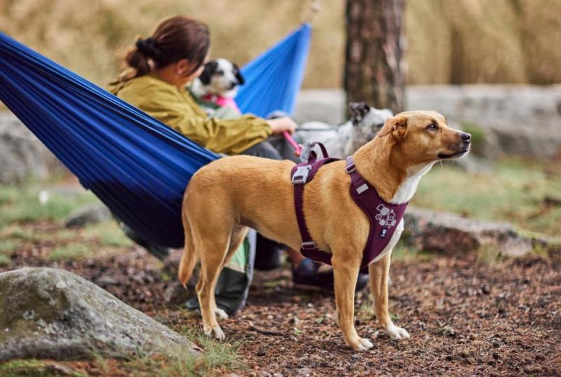 Hurtta Weekend Warrior II ECO hundsele L: 65-80 cm Eggplant