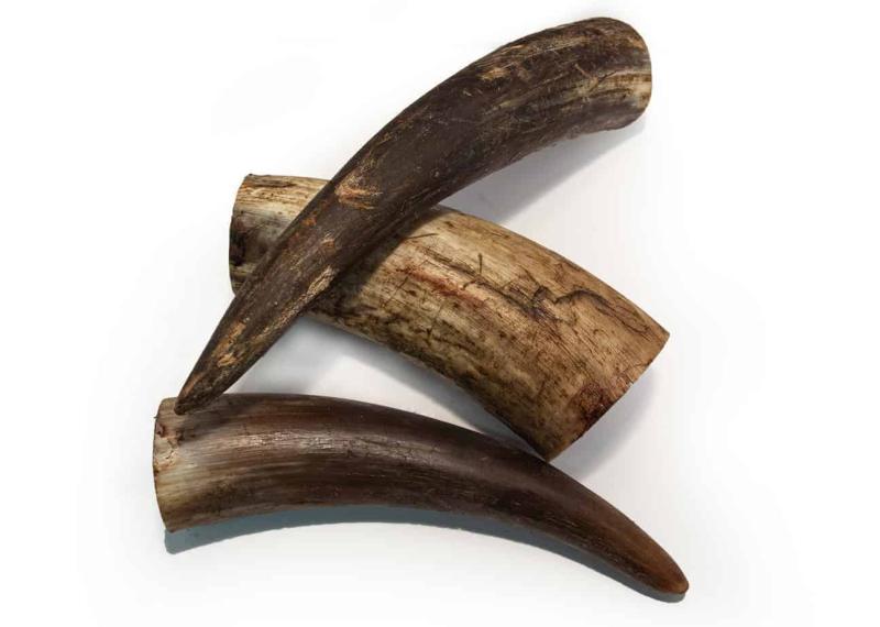 Oxhorn Svenska, Stora