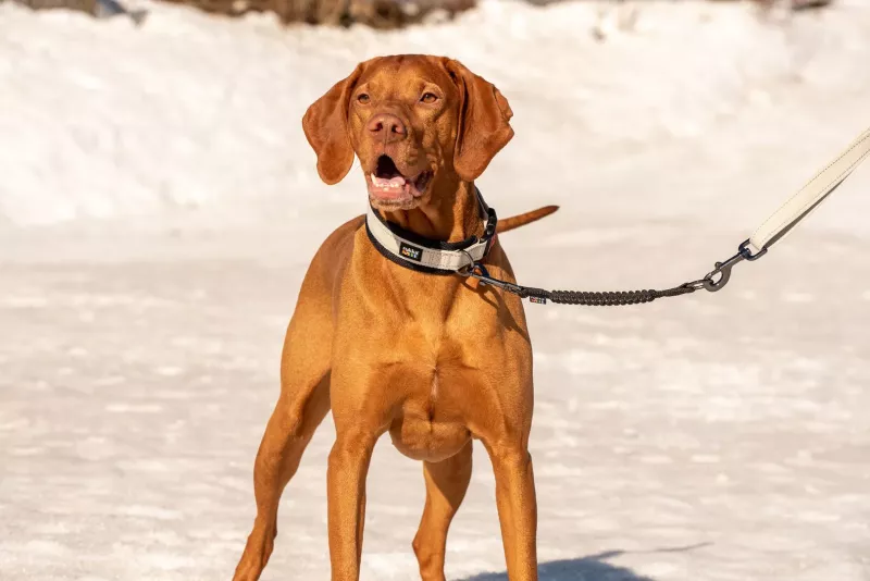 BLISS ANTI-SHOCK BLACK M