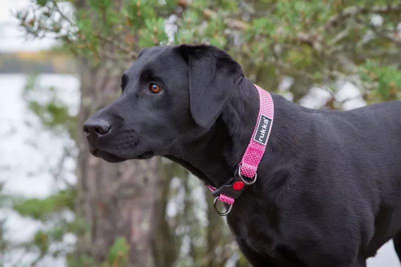 STAR Halsband PINK L