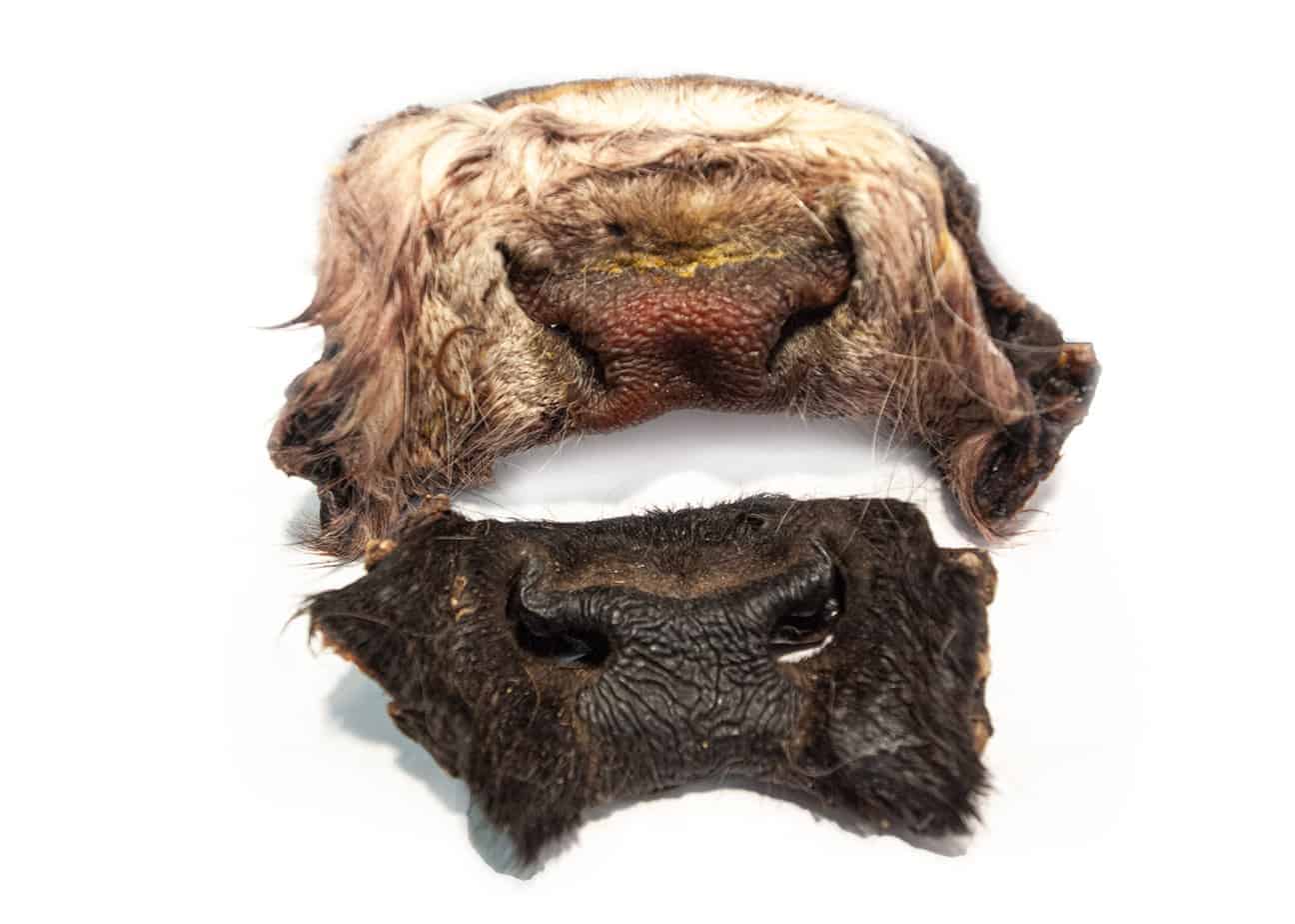 Oxmule 2-pack Emmzo