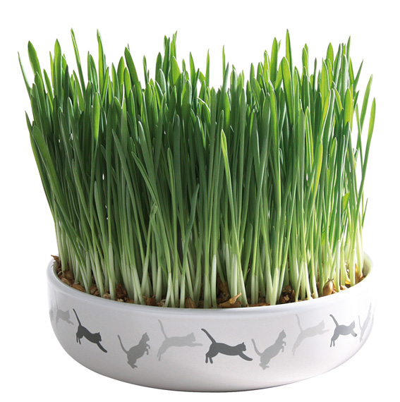 Kattgräs med keramikskål 15x4 cm, ca 50 g