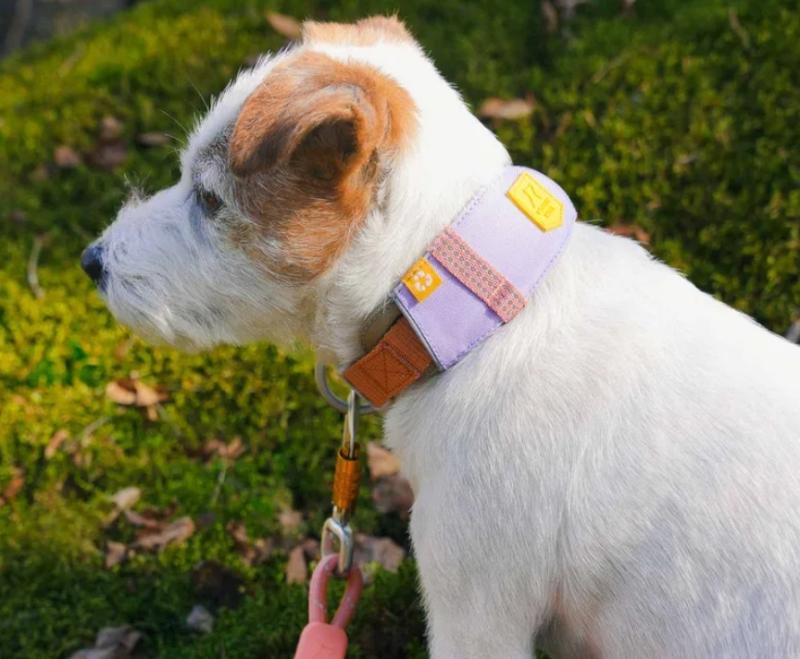 Halsband Alpha 360 Lavender Mix - L