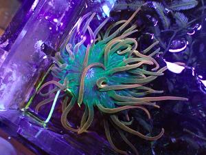 Entacmaea quadricolor - Bubble Tip Anemone