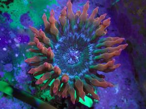 Entacmaea quadricolor - Rainbow BTA