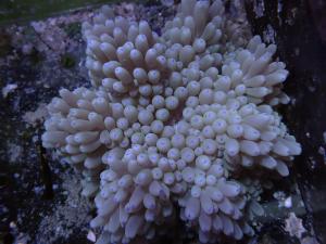 Heteractis Crispa