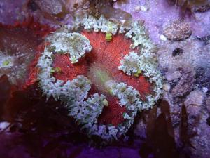 Rock Flower Anemone Ultra - Epicystis crucifer