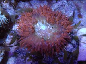 Rock Flower Anemone Ultra - Epicystis crucifer
