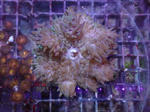 Heteractis Crispa
