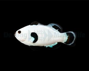Snow Storm - Amphiprion Ocellaris - DJM Bred