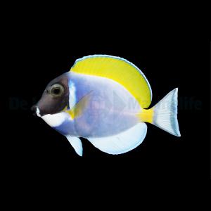 Acanthurus Leucosternon