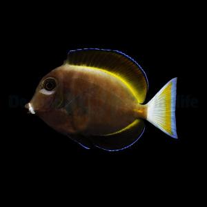 Acanthurus Nigricans