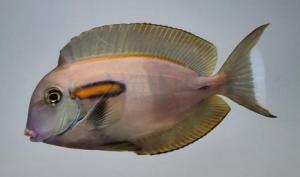 Acanthurus Olivaceus