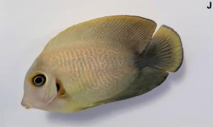 Acanthurus Pyroferus - Juvenile
