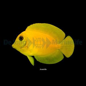 Acanthurus Pyroferus (mimic Heraldi)