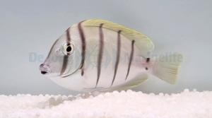 Acanthurus Triostegus
