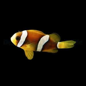 Amphiprion Clarkii - S