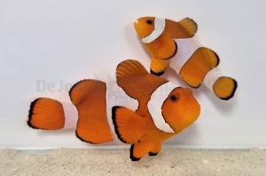 Amphiprion Ocellaris - Pair