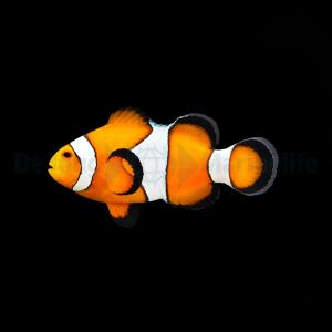 Amphiprion Ocellaris - DJM T.B