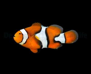 Amphiprion percula - T.B.