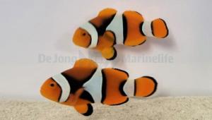 Amphiprion Percula - Pair