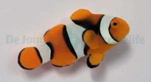 Amphiprion Percula WC