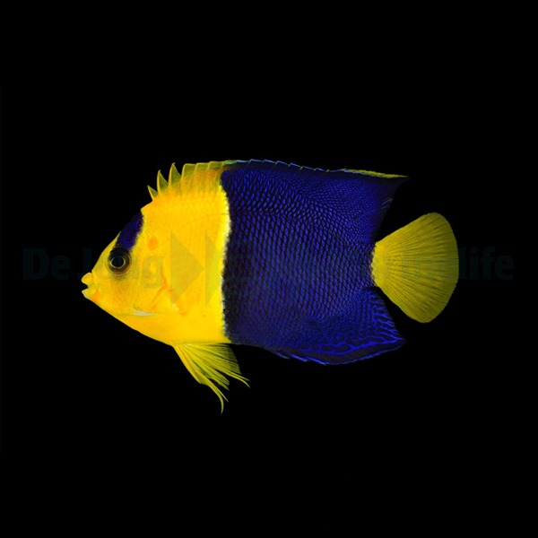 Centropyge Bicolor