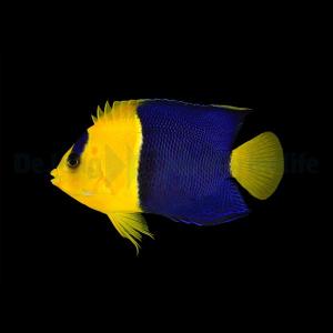 Centropyge Bicolor
