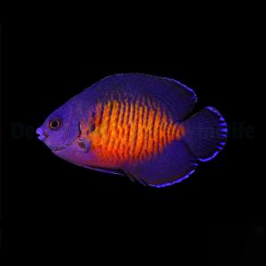 Centropyge Bispinosa