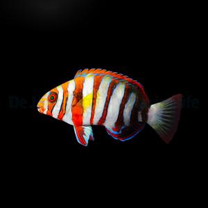 Choerodon fasciatus - T.B.