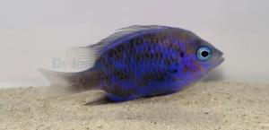 Chrysiptera Springeri