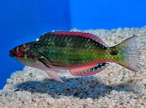 Cirrhilabrus exquisitus