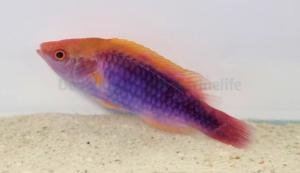 Cirrhilabrus Lubbocki