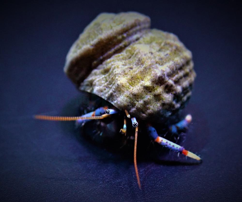 Clibanarius Tricolor