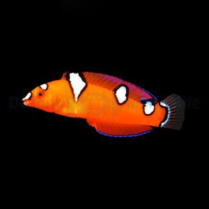 Coris Gaimard (Juvenile)