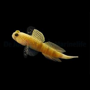Cryptocentrus cinctus - DJM Tank Bred