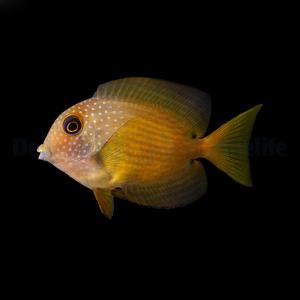 Ctenochaetus Binotatus