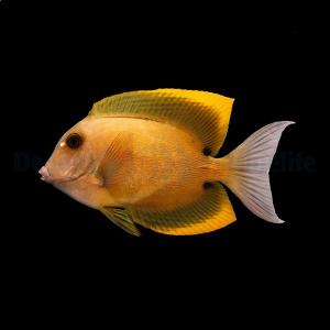 Ctenochaetus Tominiensis - M