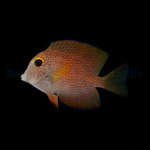 Ctenochaetus Truncatus