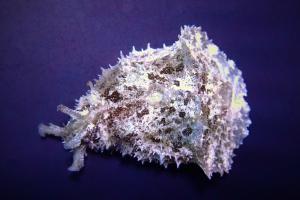 Dolabella Auricularia