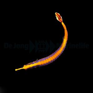 Doryrhampus Bicarinatus - DJM T.B